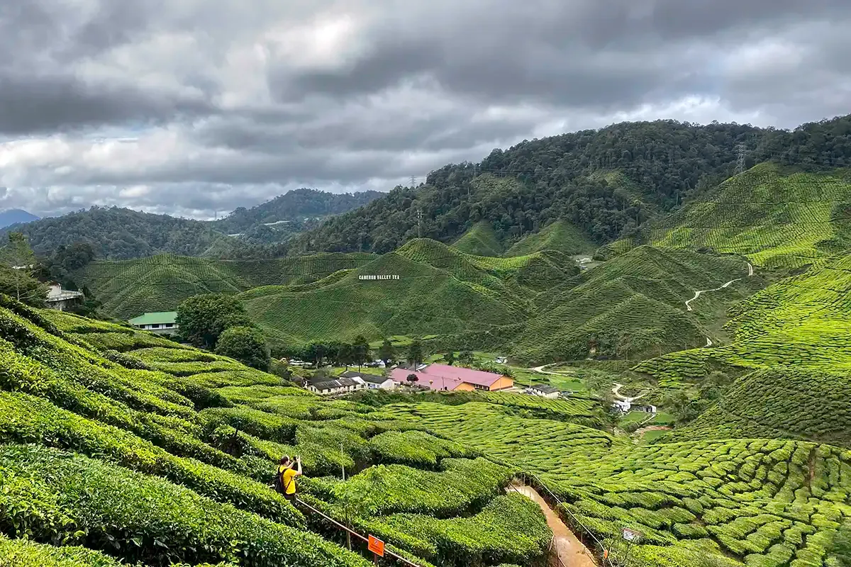 Tea-covered hills at Bharat Tea Plantation, also known as Cameron Valley Tea, in Cameron Highlands.