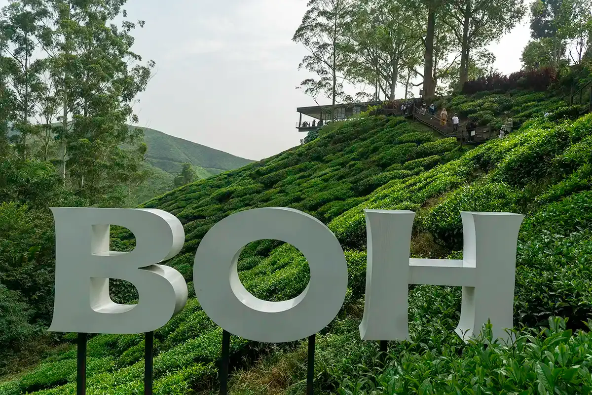 BOH Tea Plantation sign surrounded by green tea-covered hills in Cameron Highlands, Malaysia