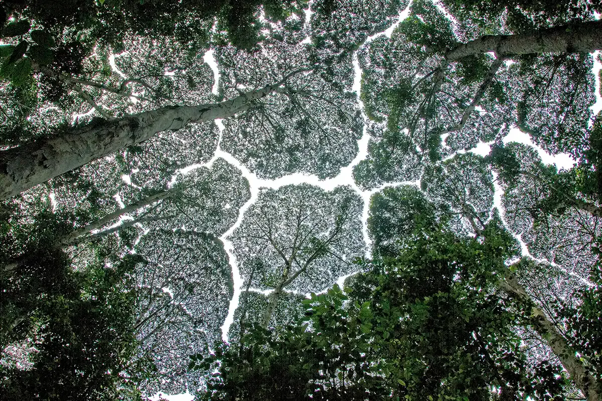 Forest canopy viewed from below, with tall trees and spreading branches at FRIM in Kepong, Selangor.