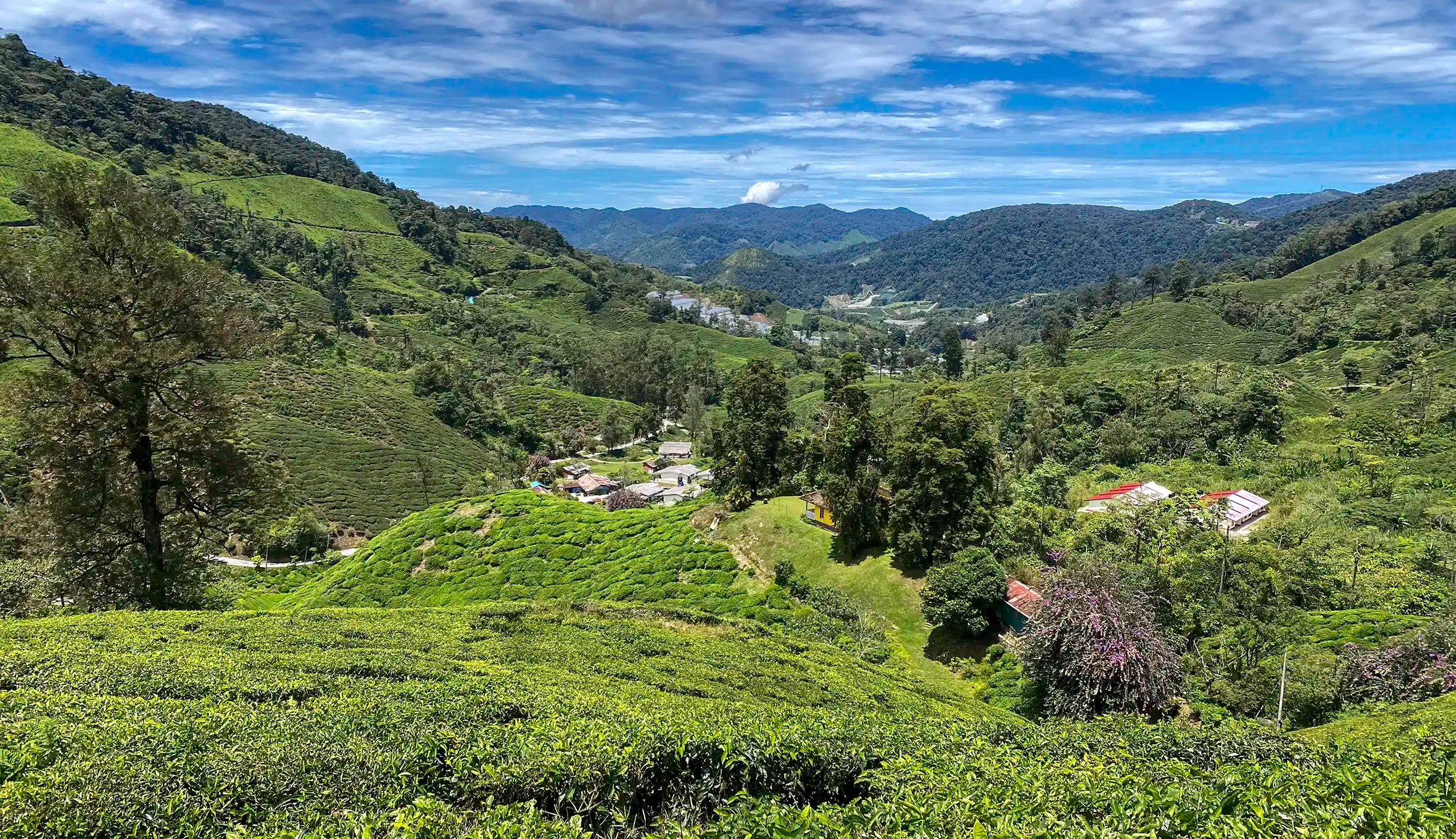 Tea-covered valley at Habu BOH Tea Plantation in Cameron Highlands.