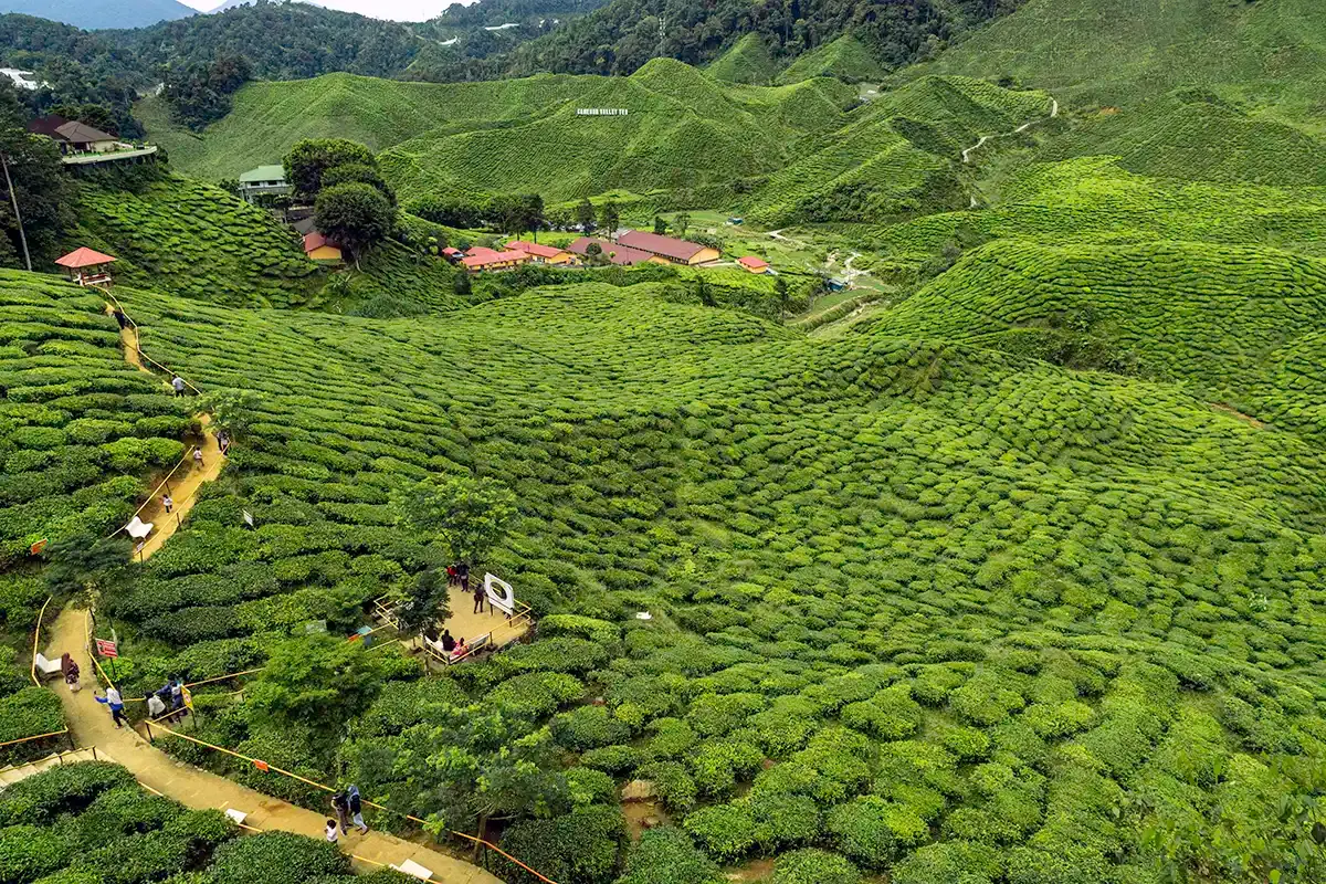 Cameron Valley tea plantation in Cameron Highlands, Pahang