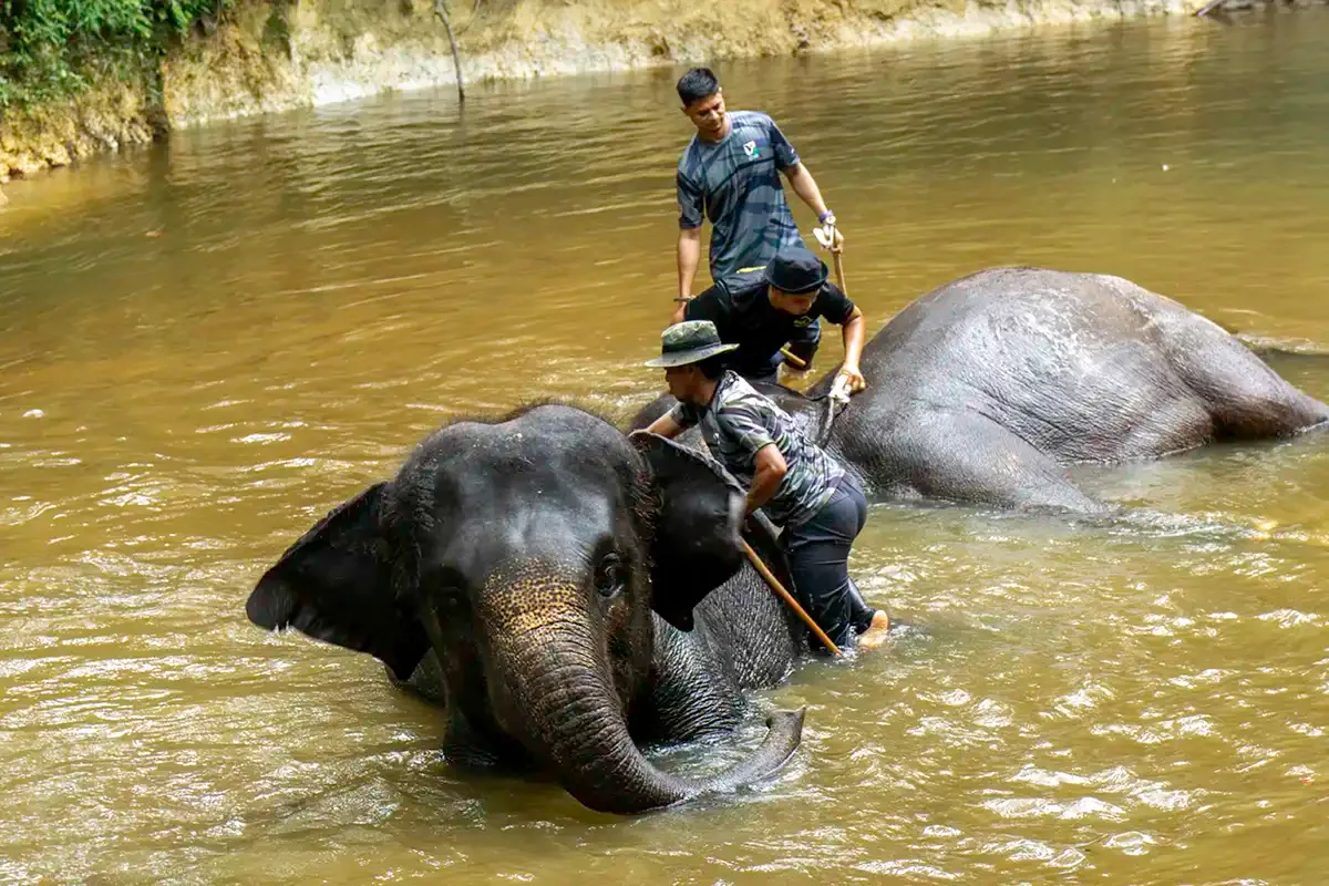 Mahouts washing an elephant in the river at Kuala Gandah Elephant Conservation Centre in Pahang