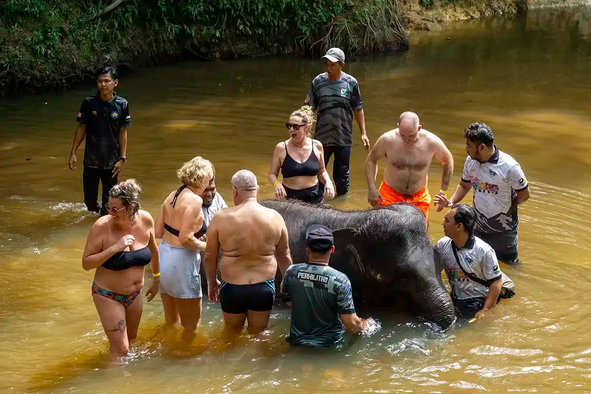 Visitors with an elephant at Kuala Gandah Elephant Sanctuary in Pahang, Malaysia