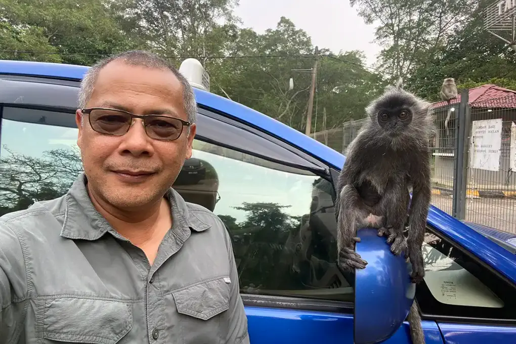 My Little Taxi driver beside a Toyota Innova with a silvered leaf monkey during a private day trip