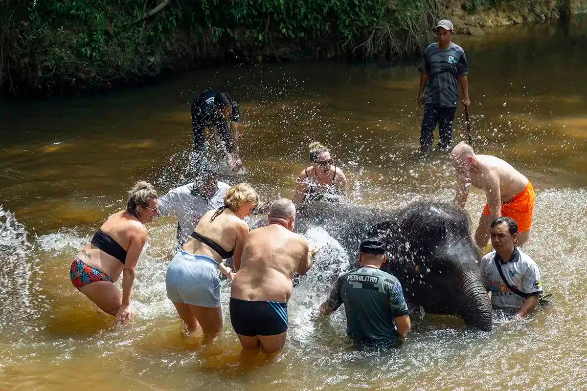 Tourists bathing an elephant in the river at Kuala Gandah Elephant Conservation Centre, an optional sightseeing stopover on the Kuala Lumpur to Taman Negara private transfer.